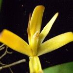 Maxillaria confusa Flor