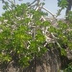 Euphorbia poissonii Іншае