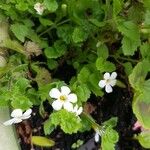 Bacopa repens Blomst
