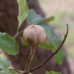 Khaya anthotheca Frukto