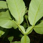 Pithecellobium furcatum Leaf