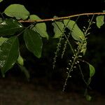 Arthroclianthus macrobotryosus Vekstform