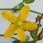 Hypericum humifusum Квітка