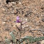 Astragalus mollissimus Fiore