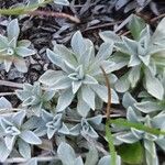 Antennaria parvifolia Листок