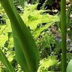 Eryngium yuccifolium Kůra