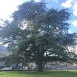 Cedrus libani Blad