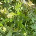 Acanthus spinosus Blad