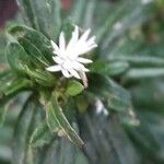 Pseudelephantopus spicatus Flower