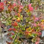 Cornus sanguinea Celota