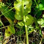 Botrychium lunaria Leaf