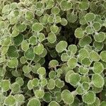 Marrubium supinum Libunga
