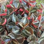 Peperomia verticillata Feuille