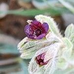 Paracaryum rugulosum Květ