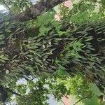 Hoya longifolia Folha