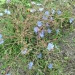 Cichorium intybus Habit