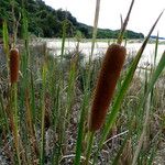 Typha orientalis 整株植物