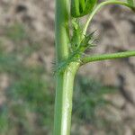 Medicago polymorpha 其他