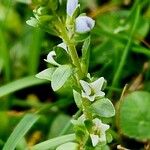 Veronica serpyllifolia Flor