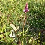 Gymnadenia conopseaFlower