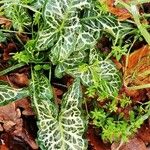 Arum italicum Feuille