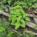 Salvia dorisiana Leaf