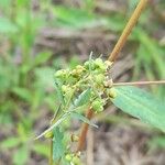 Euphorbia hyssopifolia Gyümölcs