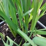 Hesperantha coccinea 形態