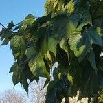 Morus alba Hoja