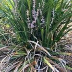 Liriope spicata Leaf