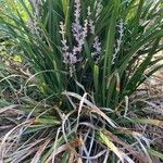 Liriope spicata Folha