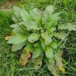 Rumex × acutus Hábito