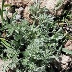 Artemisia caerulescens Hoja