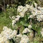 Doellingeria umbellata Flor