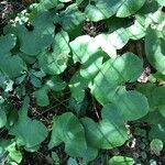 Schisandra rubriflora पत्ता