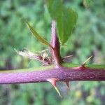 Rubus hypomalacus Kabuk