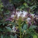 Cleome dodecandra Flower