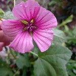 Malope trifida Blomst