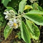 Solanum umbellatum Blodyn