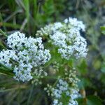 Apium prostratum Flower