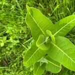 Asclepias purpurascens Leaf