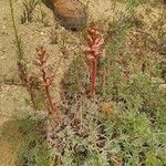 Orobanche artemisiae-campestris 花