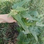 Atriplex sagittata Blad