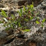 Rhamnus saxatilis Fruchs