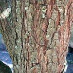 Metrosideros excelsa Bark