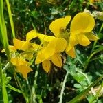Crotalaria emarginella Flor