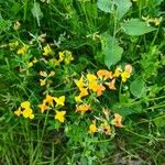 Lotus corniculatus फूल