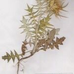 Galactites duriaei Libunga