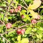 Euonymus europaeusПлод