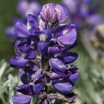 Lupinus chamissonis ᱵᱟᱦᱟ